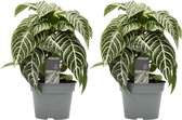 Decorum duo Botanica Aphelandra Green ↨ 40cm - 2 stuks - planten - binnenplanten - buitenplanten - tuinplanten - potplanten - hangplanten - plantenbak - bomen - plantenspuit