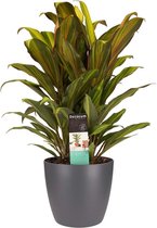 Cordyline Kiwi toef met Elho brussels antracite ↨ 60cm - hoge kwaliteit planten