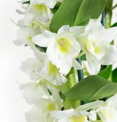 Dendrobium Nobile Apollon 2T ↨ 60cm - hoge kwaliteit planten