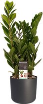 Zamio Culcas met Elho B.for soft antracite ↨ 45cm - hoge kwaliteit planten
