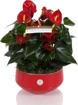 Anthurium Red in Lucca keramiek ↨ 35cm - planten - binnenplanten - buitenplanten - tuinplanten - potplanten - hangplanten - plantenbak - bomen - plantenspuit