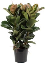 Ficus Elastica (Rubberboom) ↨ 90cm - hoge kwaliteit planten