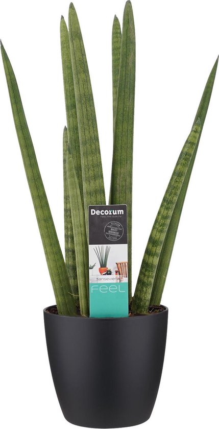 Flair Flower Sansevieria im Topf Bogenhanf Laurentii zeylanica Pflegeleichte Kunstpflanze Kunstblume Blume Zimmerpflanze künstlich Gross Kirkii Pflanze Moonshine, Grün, 75 x 15 x 15 cm, 151401GN