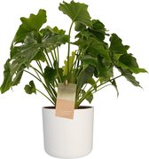Philodendron Shangri La - Elho b.for white ↨ 35cm - hoge kwaliteit planten
