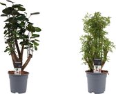 Polyscias Combi Fabian vertakt - Hawaiiana Ming vertakt ↨ 55cm - 2 stuks - hoge kwaliteit planten