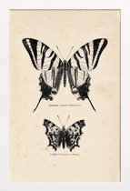 JUNIQE - Poster in houten lijst Butterfly Engraving -20x30 /Bruin &