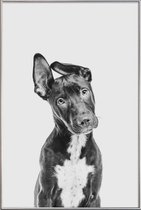 JUNIQE - Poster met kunststof lijst Hond – Zwart | Wit -20x30 /Grijs &