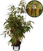Fargesia robusta bamboe, >50cm, in 4L pot