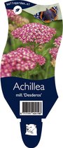 5x Achillea mill. 'Desderos' P11 -1.3 Ltr