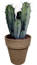 Myrtillocactus geometrizans in grijze pot | 1 stuk | Ø 18 cm |  30 - 40 cm