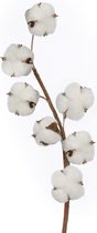 Gedroogde Katoen Bloemen Decoratie voor binnenhuis 10 Stuks  7 knoppen