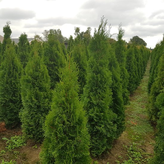 Foto: Thuja occidentalis smaragd westerse levensboom smaragd 140 160 cm c15