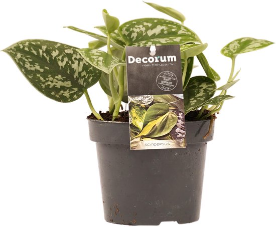 Epipremnum Scindapsus Pictus/Trebie