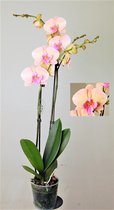 Orchidee van Botanicly – Vlinder orchidee – Hoogte: 80 cm, 2 takken – Phalaenopsis Multiflora Zalm