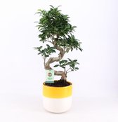 Kamerplant van Botanicly – Chinese vijg in twee toon keramiek pot als set – Hoogte: 65 cm – Ficus microcarpa Ginseng