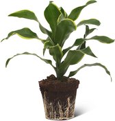 We Love Plants - Dracaena Fragans Dorado - 40 cm hoog - Drakenbloedboom