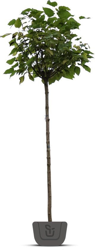 Bolcatalpa Catalpa bignonioides Nana | Stamomtrek: 8-10 cm | Stamhoogte: 180 cm