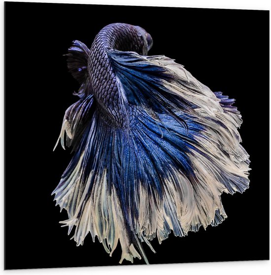 Dibond - Paarse Vis met Blauwe Staart - 100x100cm Foto op Aluminium (Met Ophangsysteem)