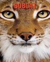 Bobcat