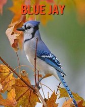 Blue Jay