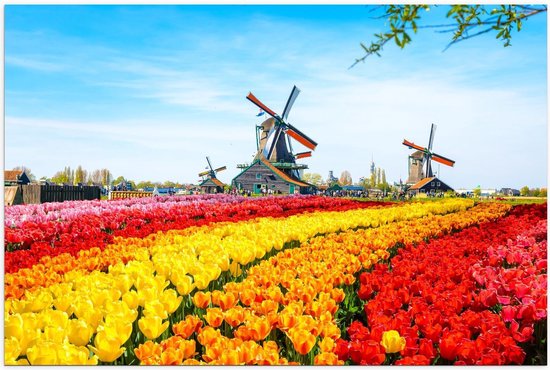 Poster – Kleurrijke Tulpenvelden met Molens - 90x60cm Foto op Posterpapier