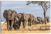 Dibond - Stoet van Olifant - 60x40cm Foto op Aluminium (Wanddecoratie van metaal)