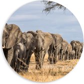 Forex Wandcirkel - Stoet van Olifant - 60x60cm Foto op Wandcirkel (met ophangsysteem)