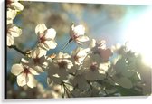 Canvas  - Witte Bloemetjes aan Takje - 120x80cm Foto op Canvas Schilderij (Wanddecoratie op Canvas)