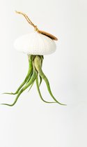 Airplant - Luchtplant -Tillandsia Caput Medusae - Zeeëgel Wit - Jellyfish - Hangend - Cadeau