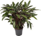 Calathea Wavestar 70 cm