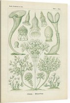 Stentor - Ciliata (Kunstformen der Natur), Ernst Haeckel - Foto op Canvas - 75 x 100 cm