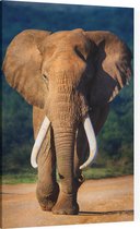 Olifant in eigen leefgebied - Foto op Canvas - 60 x 90 cm