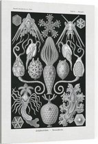 Placocystis - Amphoridea (Kunstformen der Natur), Ernst Haeckel - Foto op Canvas - 45 x 60 cm