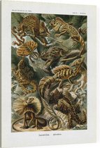 Basiliscus - Lacertilia (Kunstformen der Natur), Ernst Haeckel - Foto op Canvas - 30 x 40 cm