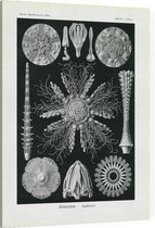 Cidaris - Echinidea (Kunstformen der Natur), Ernst Haeckel - Foto op Canvas - 30 x 40 cm