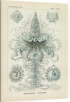 Discolabe - Siphonophorae (Kunstformen der Natur), Ernst Haeckel - Foto op Canvas - 75 x 100 cm