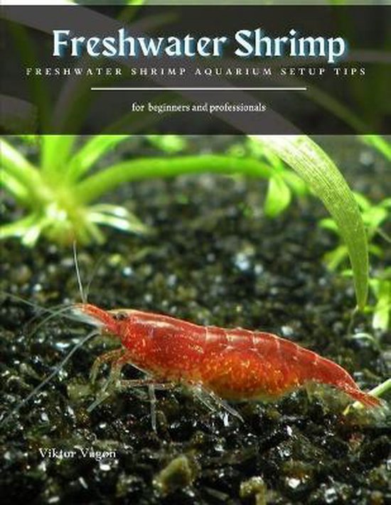Freshwater Shrimp Aquarium Setup Tips