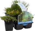 6x Zuurstofrijke Vijverplanten Mix –Zone 2 & 3 – Onderhoudsvriendelijk - ⌀9 cm - 15-25 cm