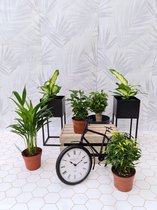 Toffe Planten Box - Vers van de Kweker
