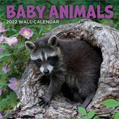 Comello Kalender 2022 Baby Animals 30 X 30 Cm