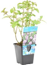 Watermunt - Mentha Aquatica - per Stuk - Vijverplant in Kwekerspot - ⌀ 9 cm - ↕ 10-20 cm