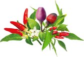 Click & Grow refill Chili Pepper Mix
