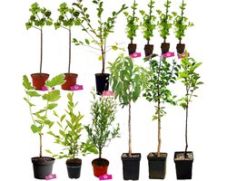 Voedselbos pakket - Exotisch en winterhard! - 13 Fruitplanten - Op 20m2 Wildplukken - Permacultuur moestuin
