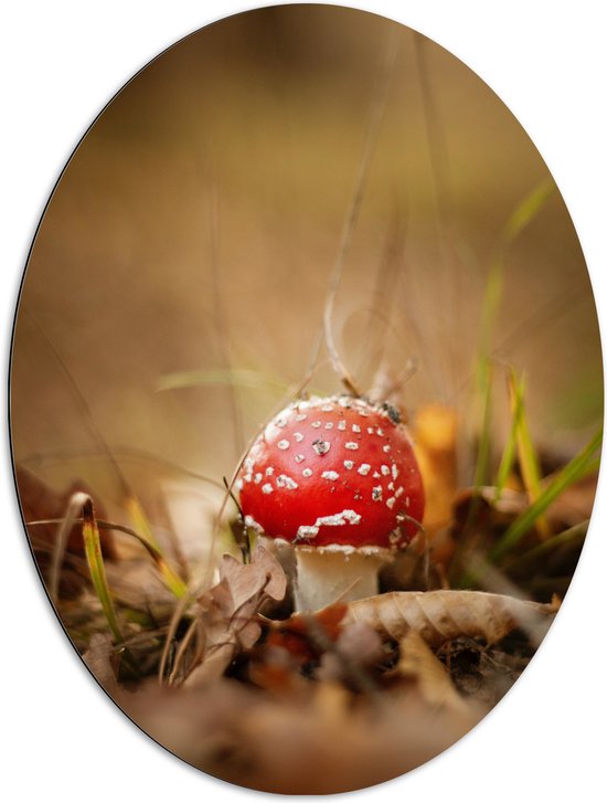 Dibond Ovaal - Rood met Witte Bolle Paddenstoel tussen Herfstbladeren - 72x96 cm Foto op Ovaal (Met Ophangsysteem)