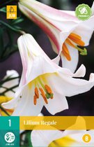 Lilium regale - 1er - Bulbes de fleurs - JUB Holland
