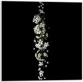 PVC Schuimplaat - Rij Witte Bloemetjes tegen Zwarte Achtergrond - 50x50 cm Foto op PVC Schuimplaat (Met Ophangsysteem)