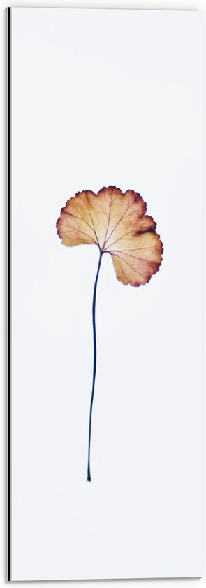 Dibond - Herfstblad aan Lange Tak op Witte Achtergrond - 20x60 cm Foto op Aluminium (Wanddecoratie van metaal)