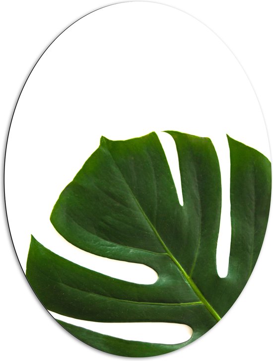 Dibond Ovaal - Donkergroene Gatenplant tegen Witte Achtergrond - 81x108 cm Foto op Ovaal (Met Ophangsysteem)