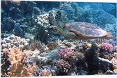 Vlag - Blije Schildpad Zwemmend tussen Verschillende Kleuren Koraal - 90x60 cm Foto op Polyester Vlag