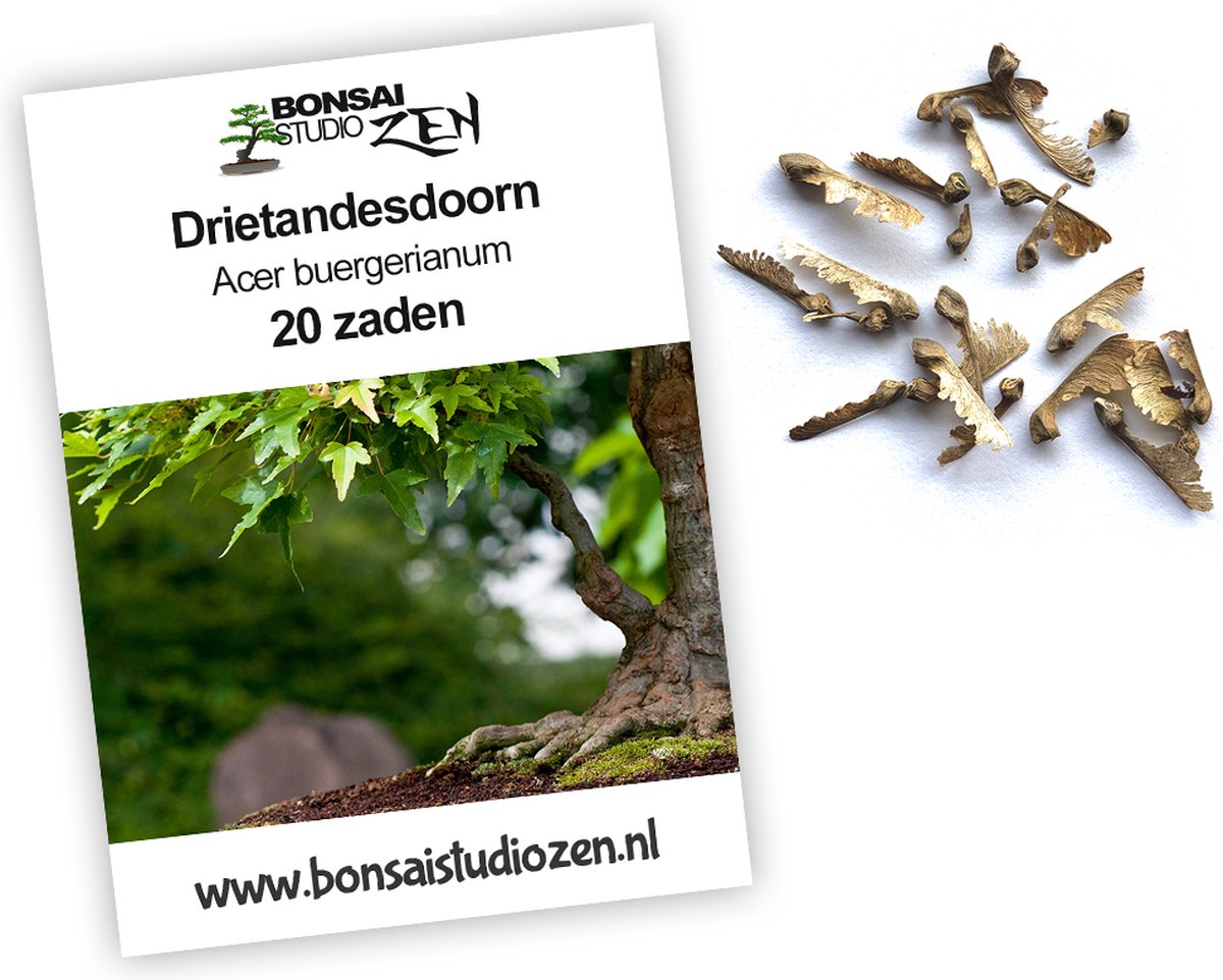 Drietand esdoorn - Acer buergerianum - 20 zaden